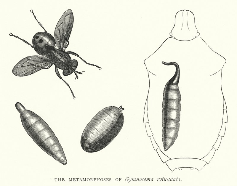 Le metamorfosi di Gymnosoma rotundata (incisione) da English School