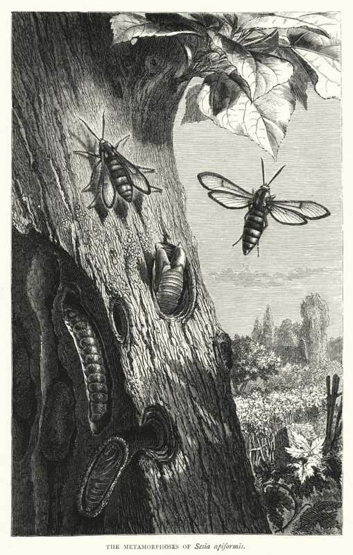 Le metamorfosi di Sesia apiformis (incisione) da English School