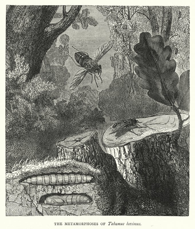 Le metamorfosi di Tabanus bovinus (incisione) da English School