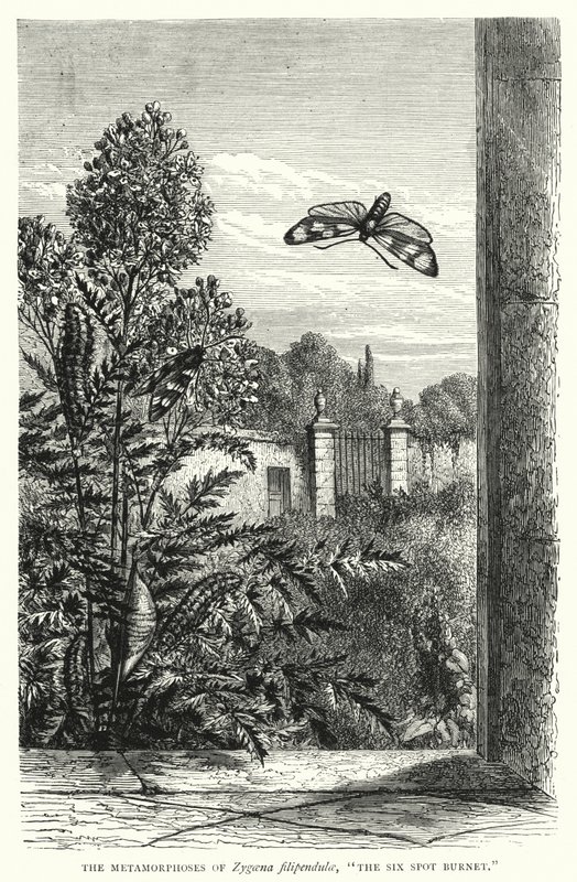 Le metamorfosi di Zygaena filipendulae, "La Burnet a sei macchie" (incisione) da English School