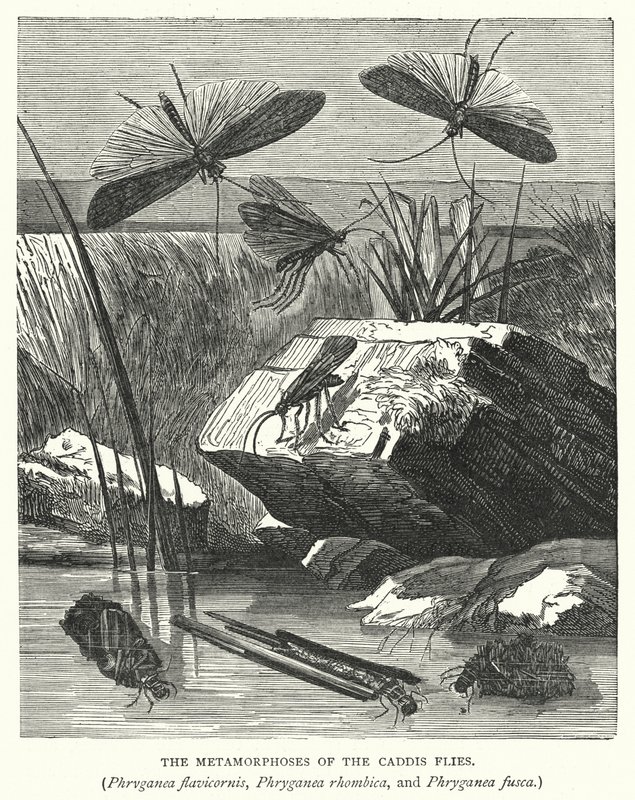 Le metamorfosi delle mosche caddis, Phryganea flavicornis, Phryganea rhombica e Phryganea fusca da English School