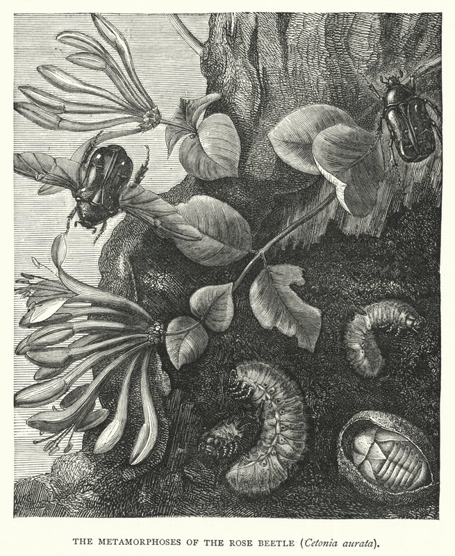 Le metamorfosi del coleottero rosa, Cetonia aurata (incisione) da English School