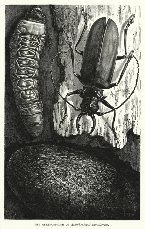 La metamorfosi di Acanthophorus serraticornis da English School