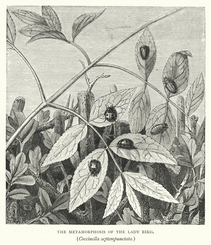 La metamorfosi della coccinella, Coccinella septempunctata (incisione) da English School