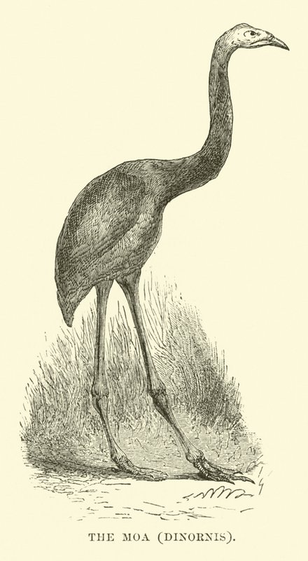 Il Moa, Dinornis da English School