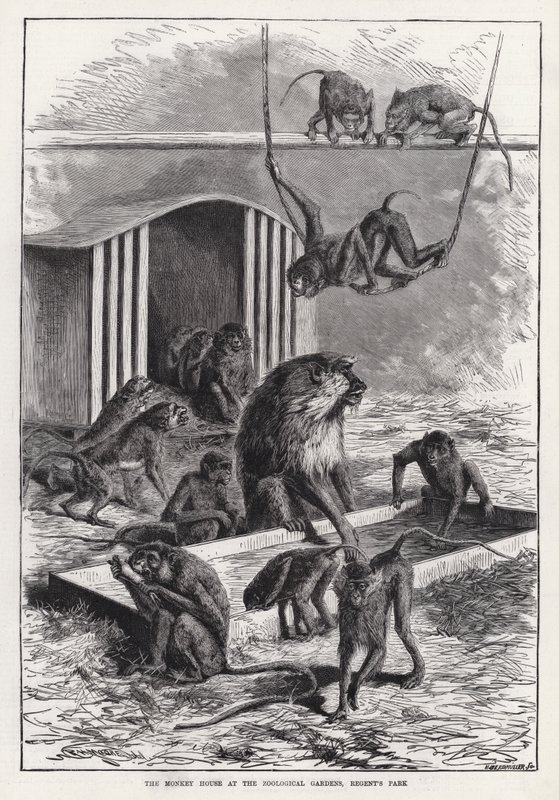 La Casa delle Scimmie ai Giardini Zoologici, Regent