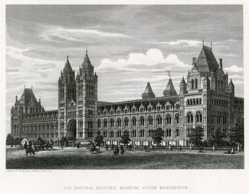 Il Museo di Storia Naturale, 1881 da English School