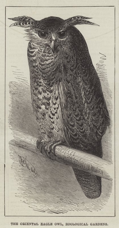 Il Gufo Reale Orientale, Giardini Zoologici da English School
