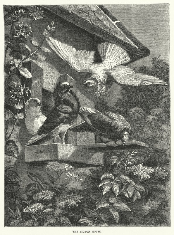 La colombaia da English School