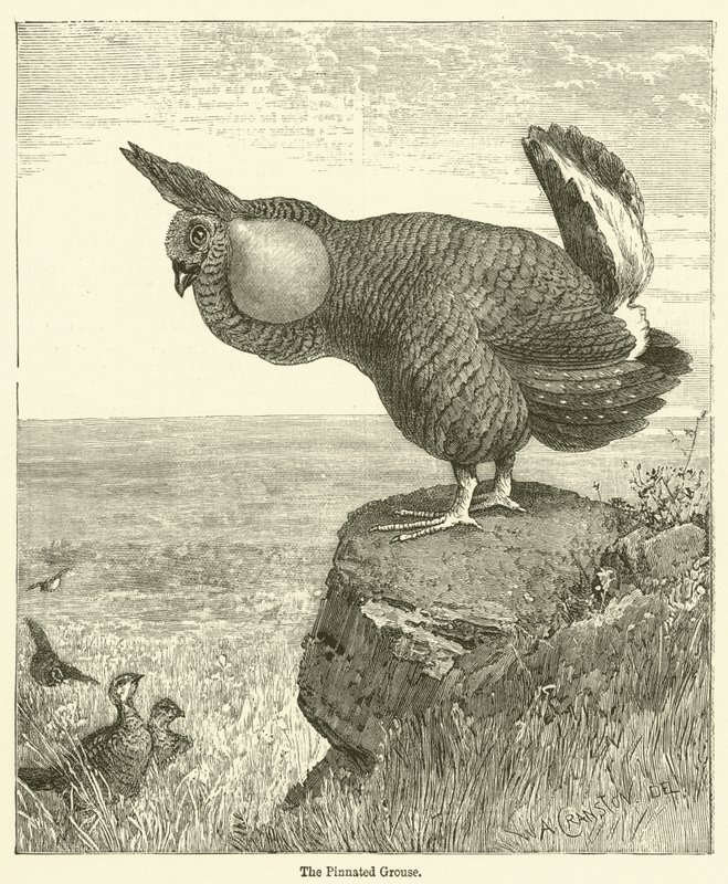 Il Gallinaccio Pinnato da English School