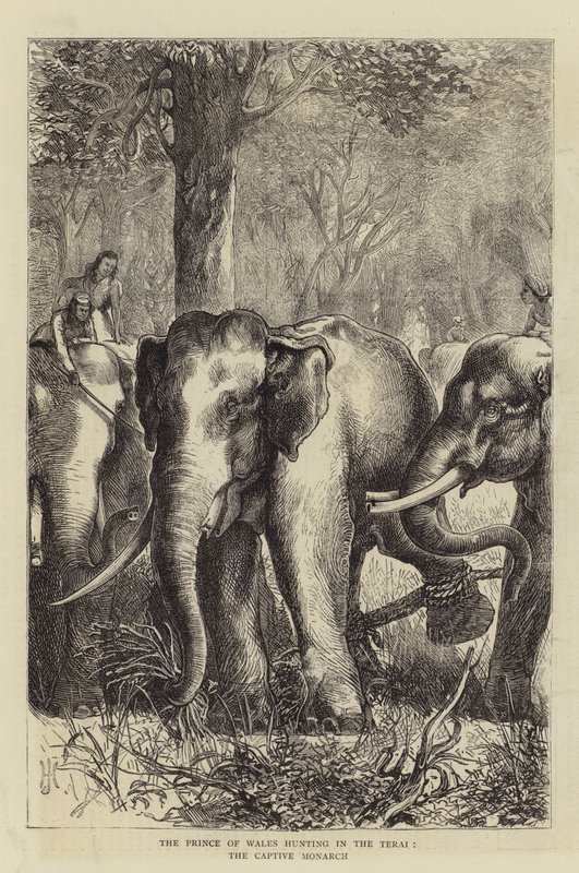 Il Principe di Galles a caccia nel Terai, il Monarca Catturato da English School