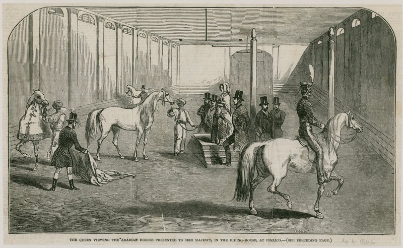 La Regina osserva i cavalli arabi presentati a Sua Maestà, nella casa di equitazione a Pimlico da English School