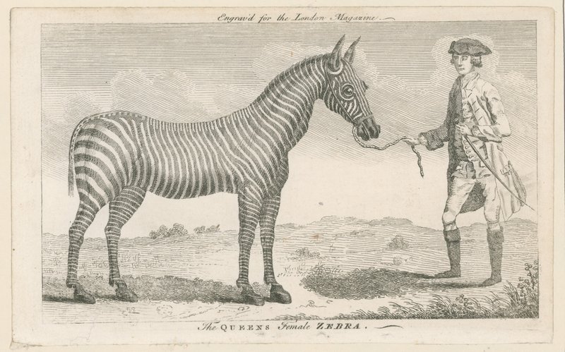 La Zebra Femmina della Regina da English School