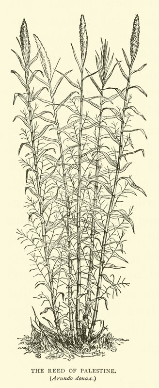 Canna di Palestina, Arundo donax da English School