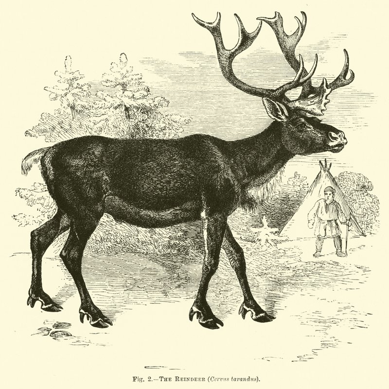 La renna, Cervus tarandus da English School