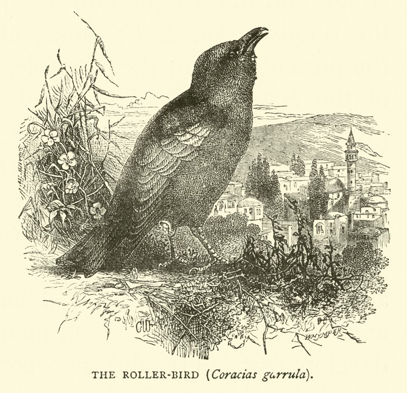 Il gruccione, Coracias garrula da English School