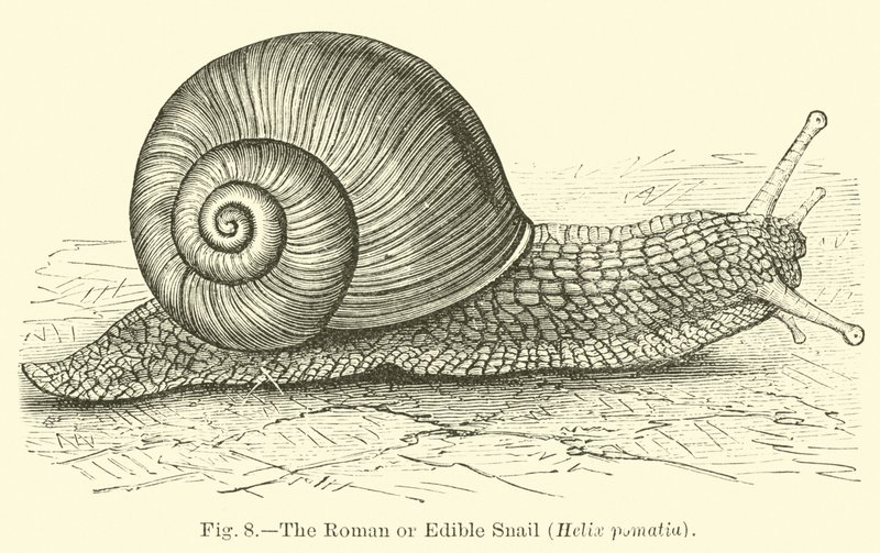 La lumaca romana o commestibile (Helix pomatia) da English School