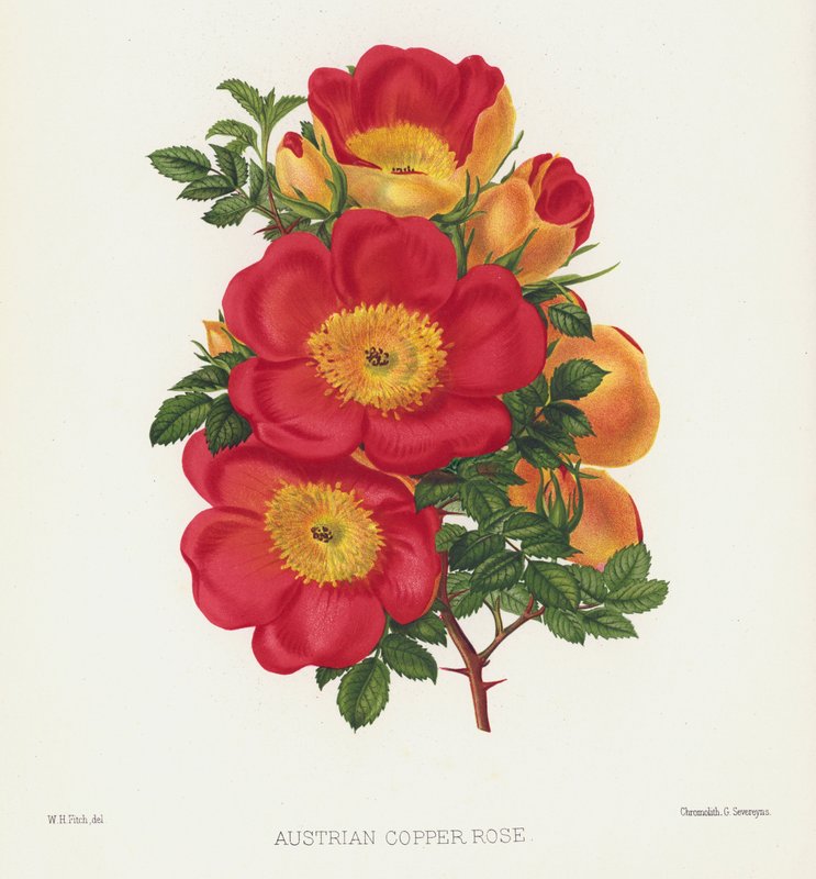Il Giardino delle Rose: Rosa Rame Austriaca da English School