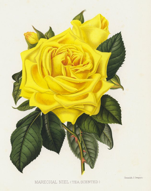 Il Giardino delle Rose: Marechal Niel, Tea Scented da English School