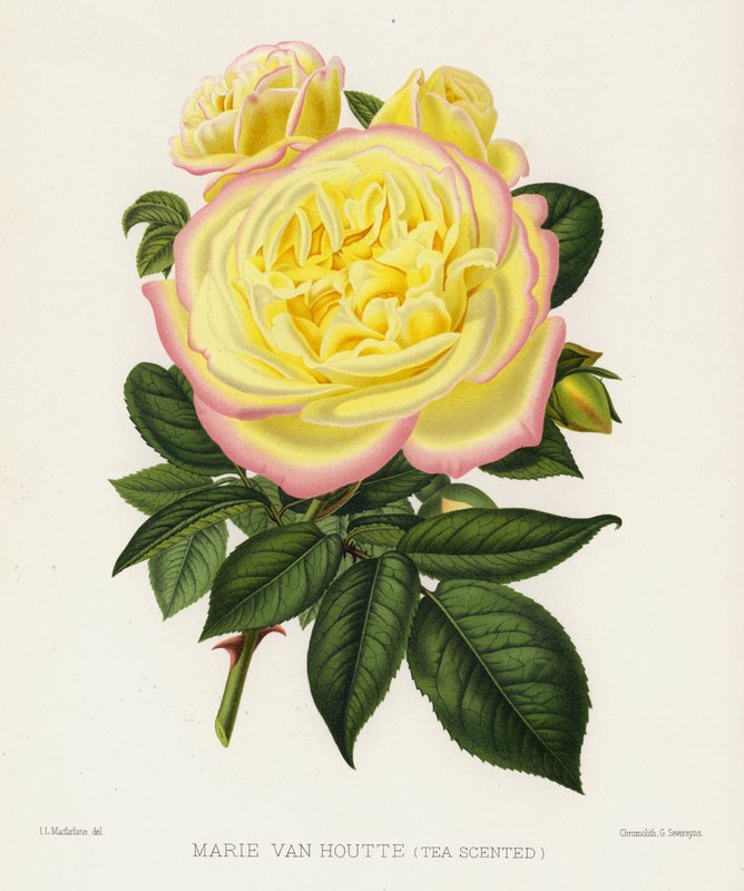 Il Giardino delle Rose: Marie Van Houtte, Profumata di Tè da English School