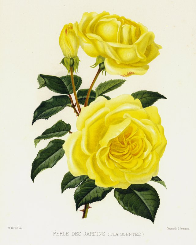 Il giardino delle rose: Perle Des Jardins, profumata di tè da English School