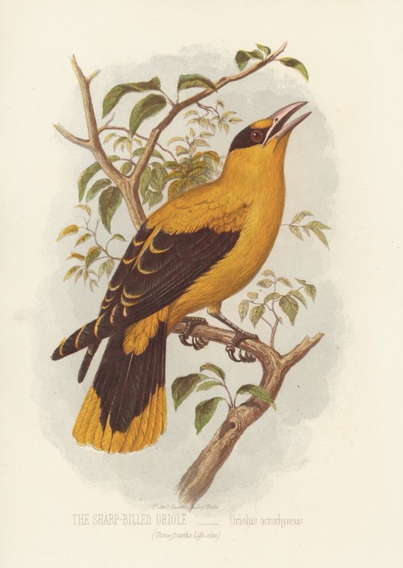 Oriolo dal becco affilato, Oriolus Acrorhyncus (litografia a colori) da English School