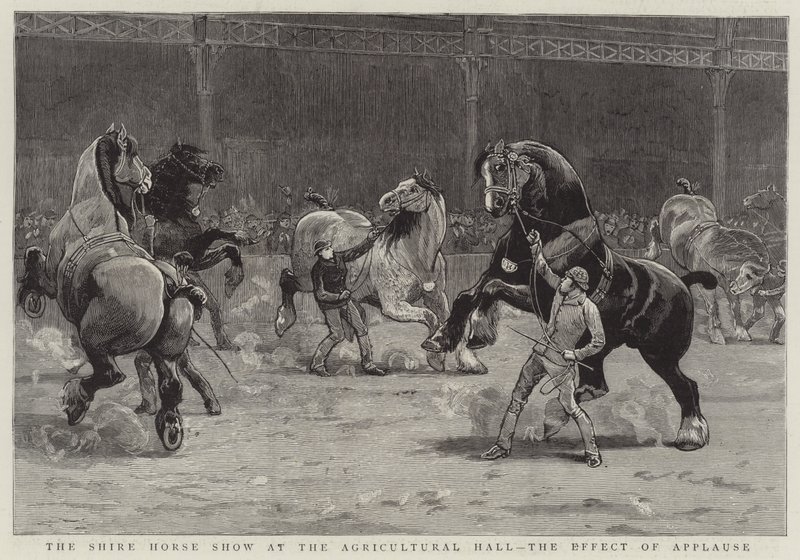 La mostra del cavallo Shire alla Agricultural Hall, l