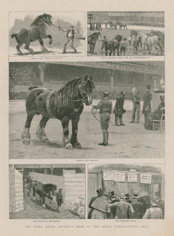 La mostra della Società del Cavallo Shire alla Sala Reale dell