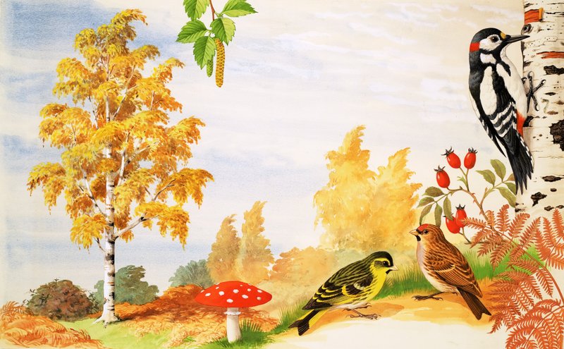 La betulla argentata e gli animali e le piante che potresti trovare intorno ad essa da English School