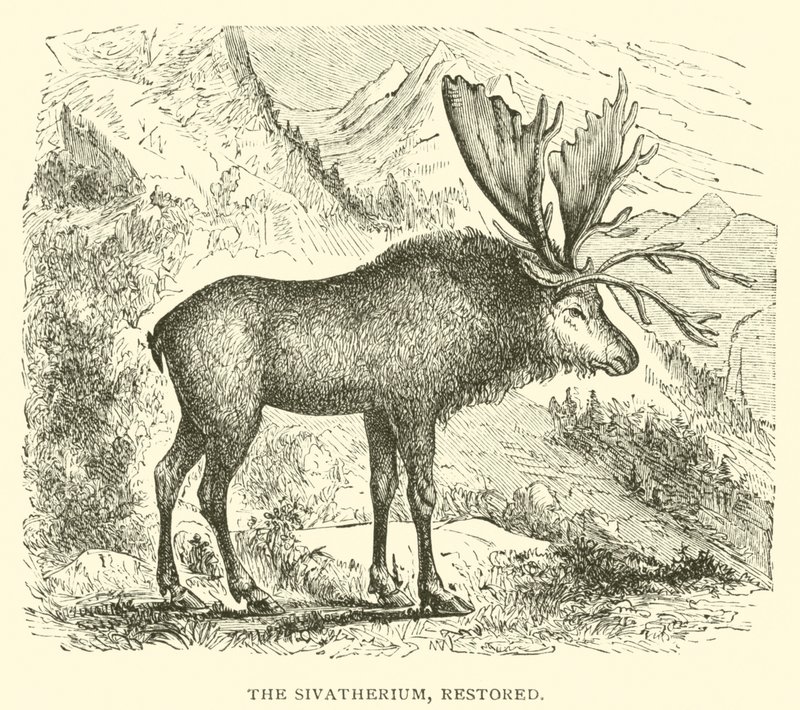 Il Sivatherium, restaurato da English School
