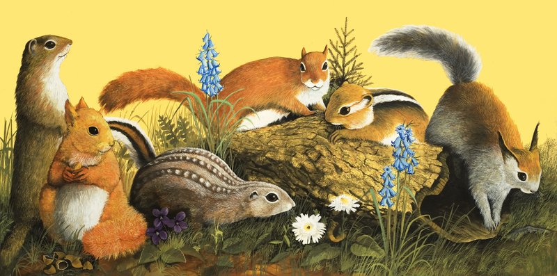 La famiglia di scoiattoli, illustrazione da "C