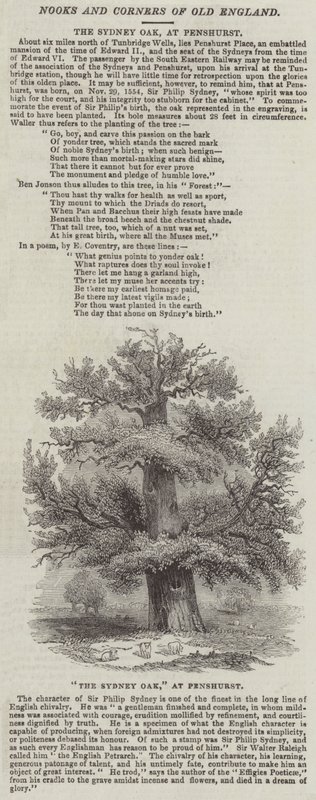 La quercia di Sydney a Penshurst da English School