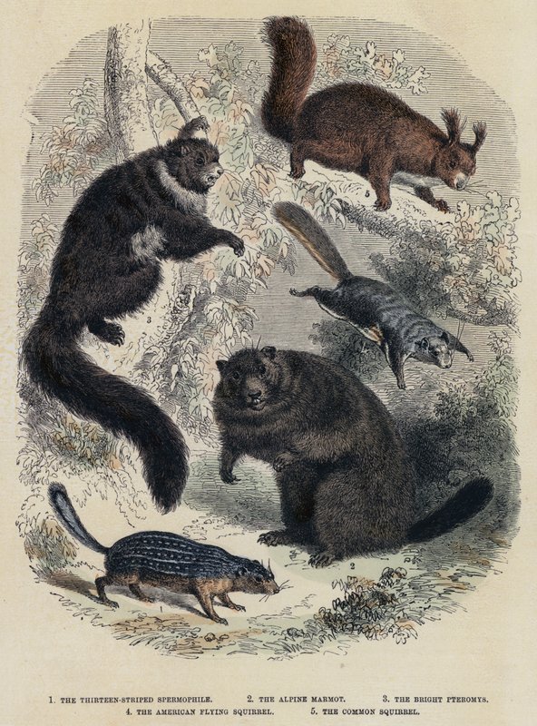 Il Spermofilo a Tredici Strisce, La Marmotta Alpina, Il Pteromys Luminoso, Lo Scoiattolo Volante Americano, Lo Scoiattolo Comune da English School