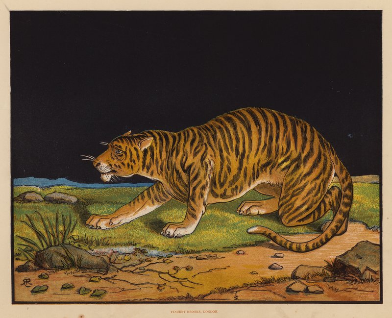 La Tigre (litografia a colori) da English School