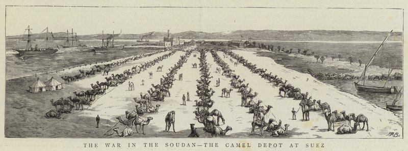 La Guerra nel Sudan, il Deposito di Cammelli a Suez (incisione) da English School
