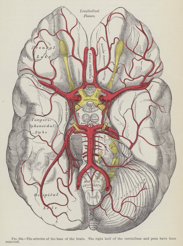 Le Arterie della Base del Cervello da English School