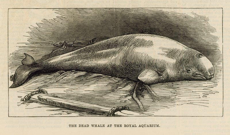 La balena morta al Royal Aquarium da English School