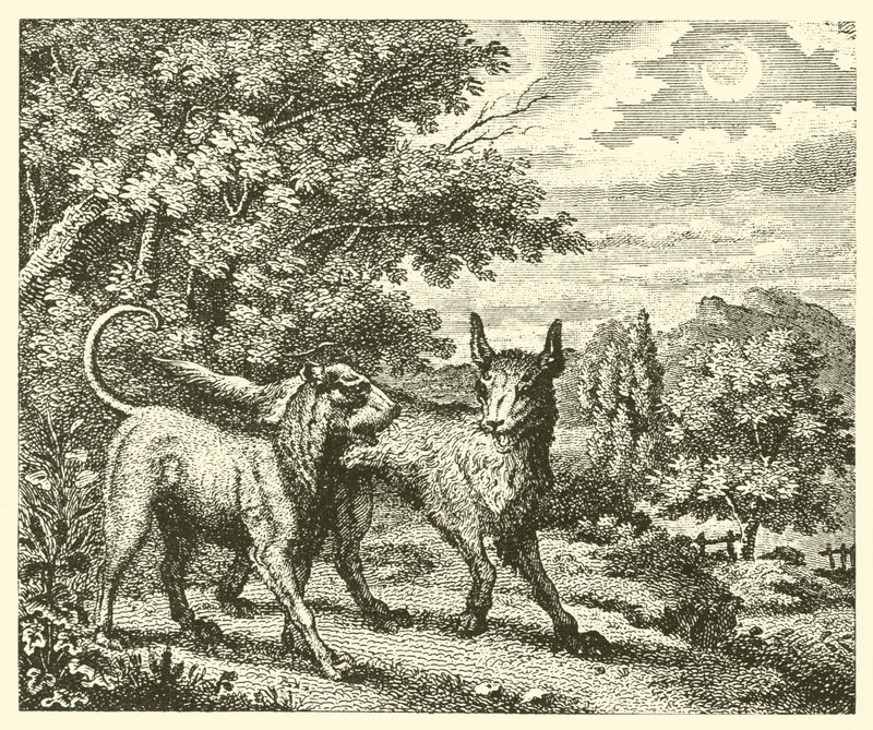 Il cane e il lupo (incisione) da English School