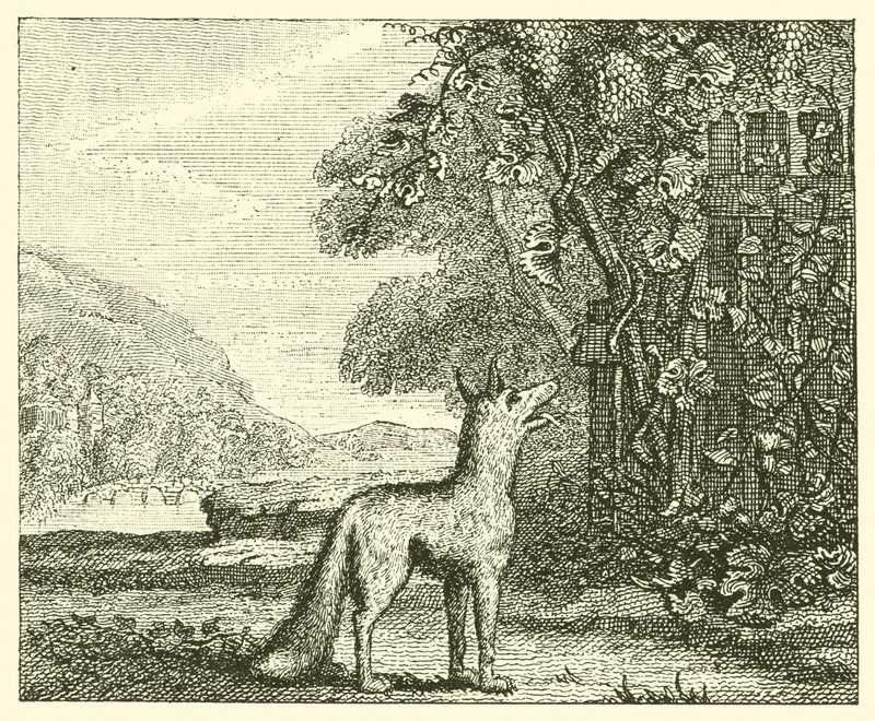 La volpe e l