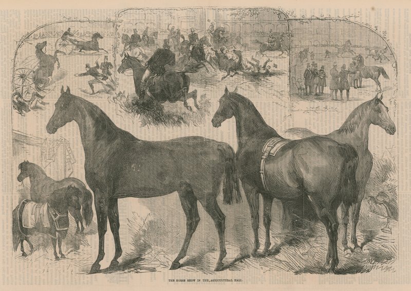 La mostra del cavallo nella Sala dell