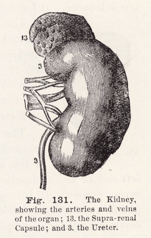 Il rene, che mostra le arterie e le vene dell