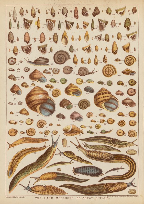 I molluschi terrestri della Gran Bretagna da English School