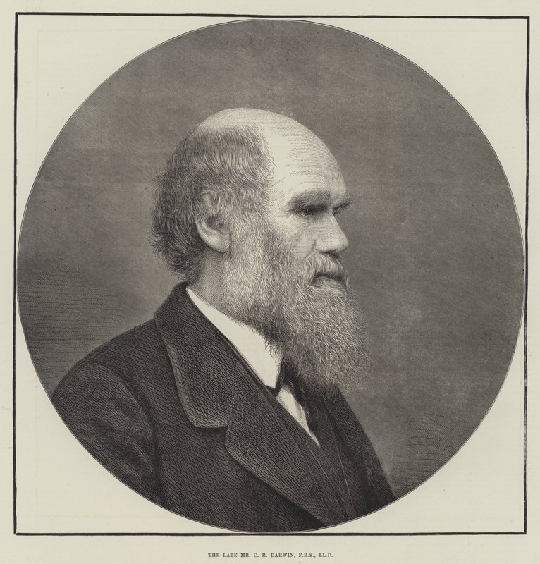 Il defunto signor C R Darwin, FRS, LLD da English School
