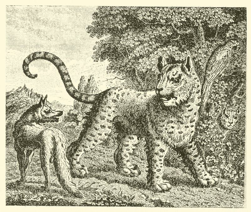 Il leopardo e la volpe da English School