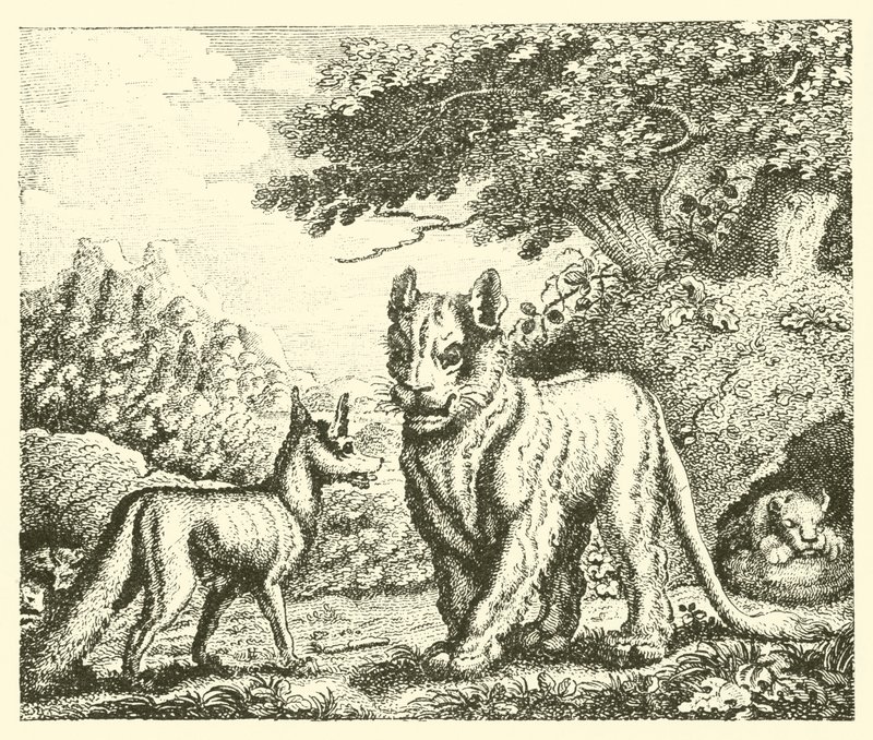 La leonessa e la volpe (incisione) da English School