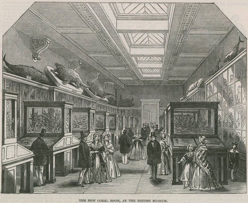 La nuova Sala dei Coralli al British Museum da English School