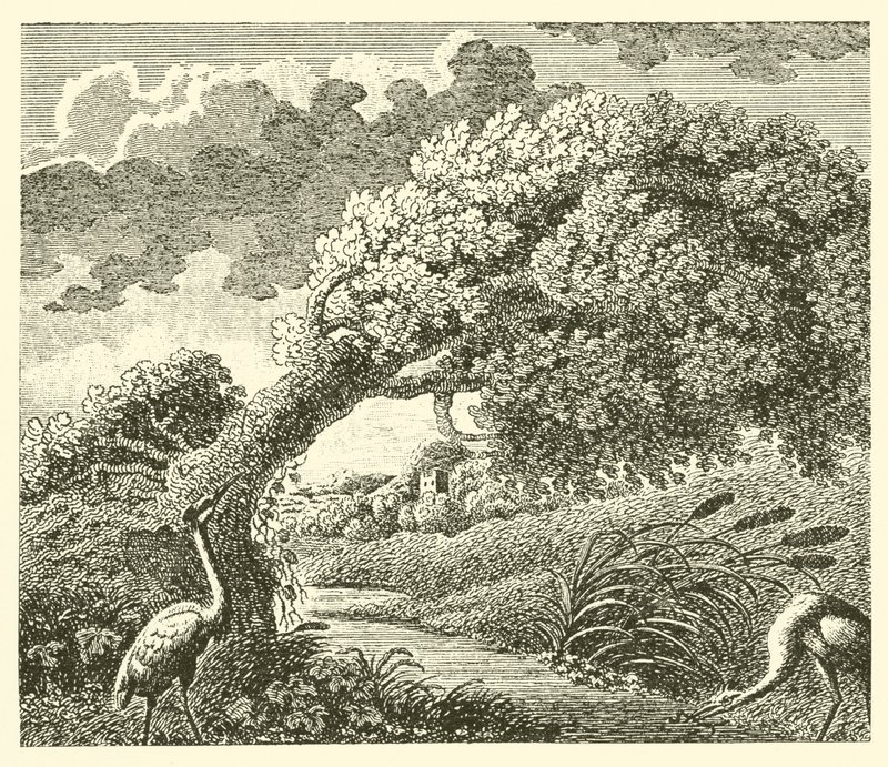 La quercia e la canna da English School