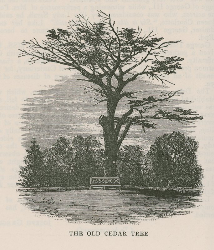 Il vecchio cedro, Holland House da English School