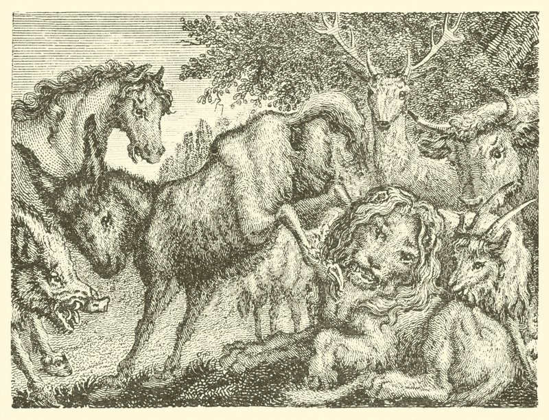 Il vecchio leone (incisione) da English School