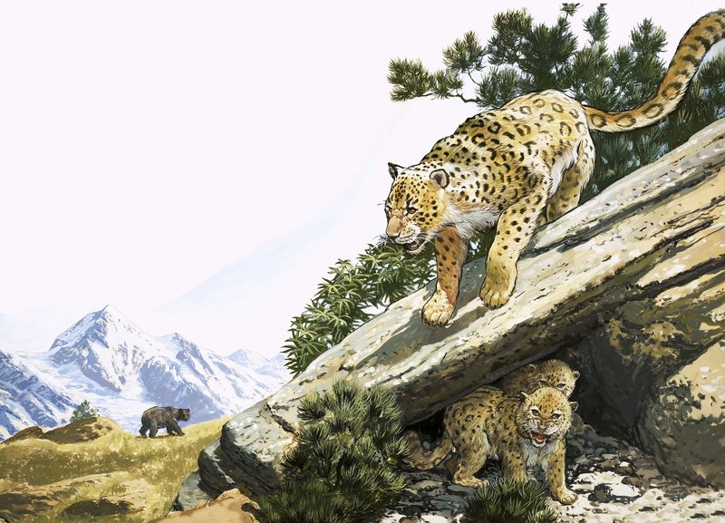Il leopardo delle nevi da English School